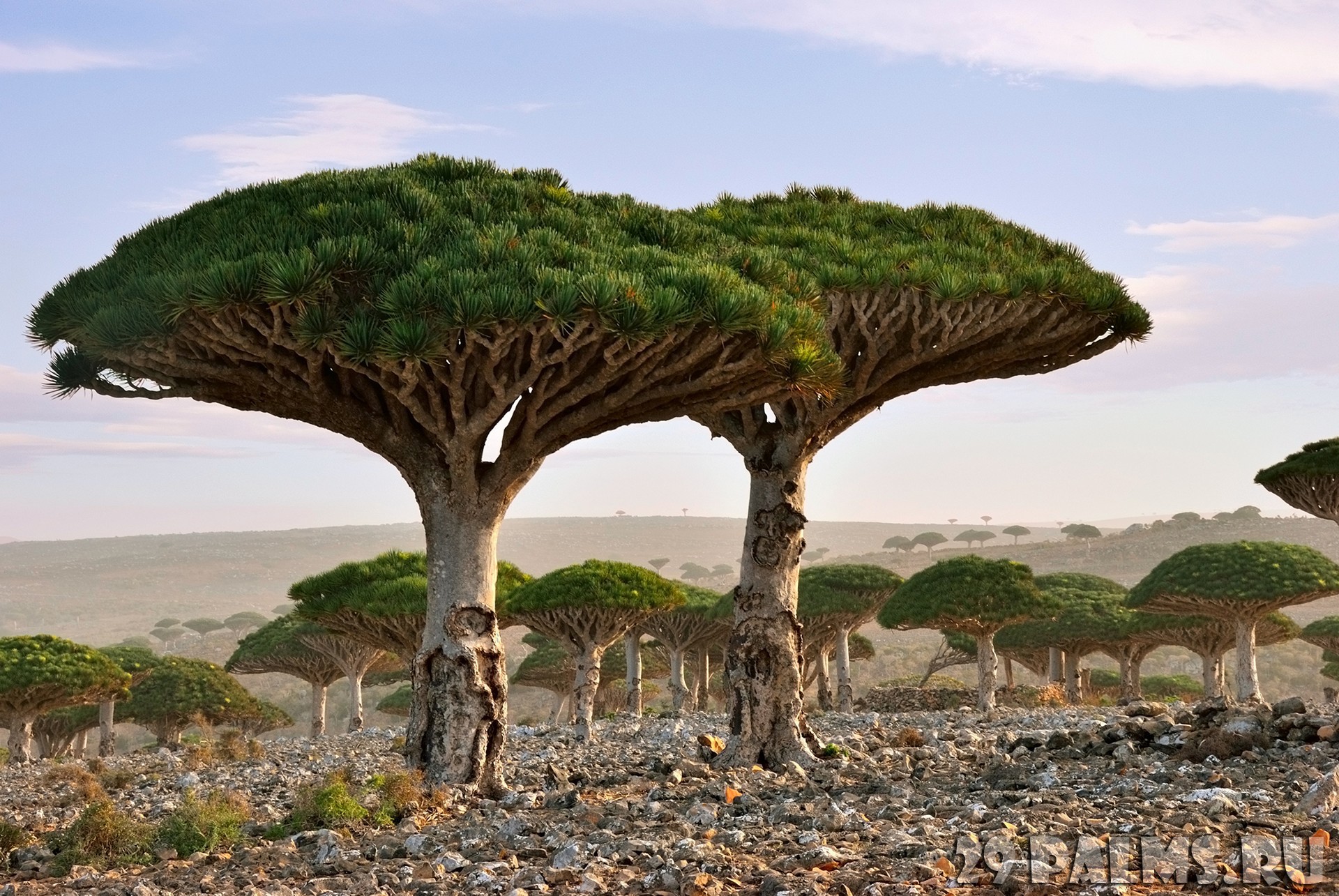 Endemic plant Dragon Blood Tree in the island Socotra
