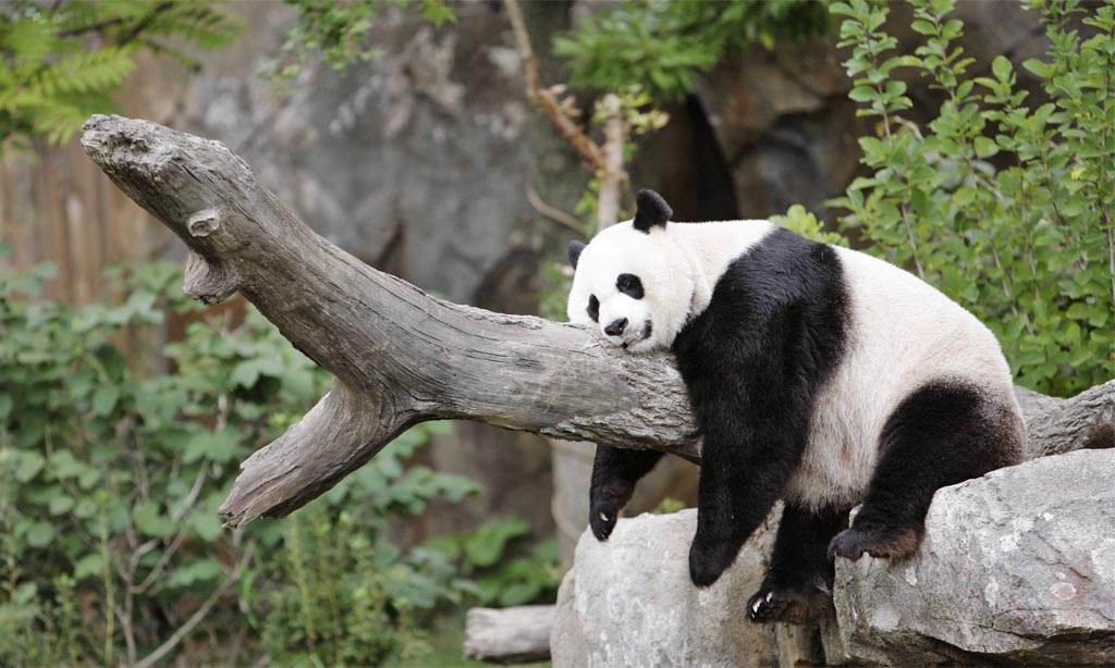 sleeping-panda